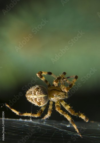 Araneus spider or garden spider on a web