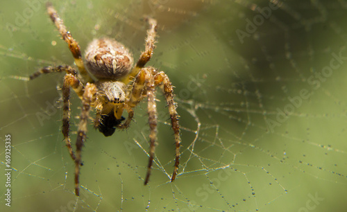 Araneus spider or garden spider on a web © maykal