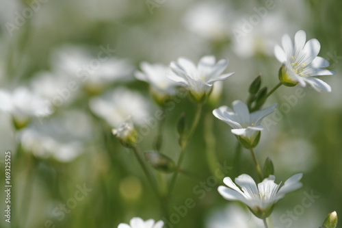 Addersmeat (Stellaria Holostea) - soft selected focus. Beautiful summer background. White flowers on a green background.