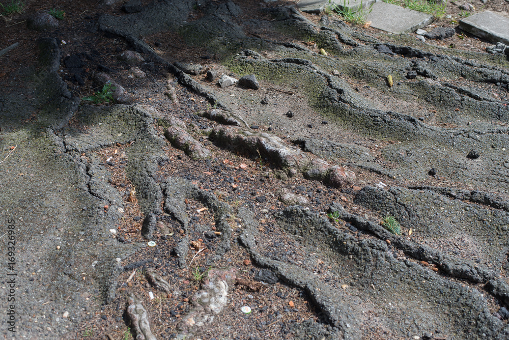 close up on tree roots destroying a asphalt close up on tree roots destroying a asphalt