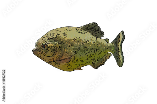 illustration of piranha fish on white background