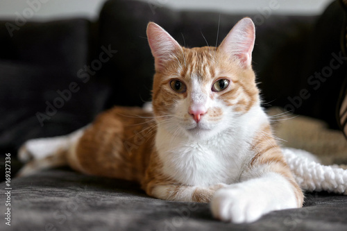 Relaxed Orange Cat © Tre