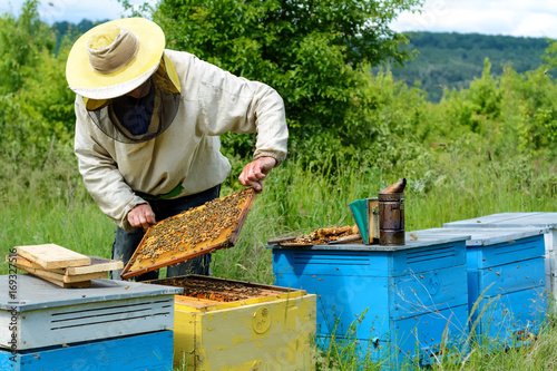 The beekeeper works on an apiary. Apiary.