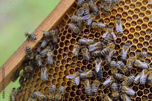 The Queen of Bees is surrounded by working bees on a honey cell.