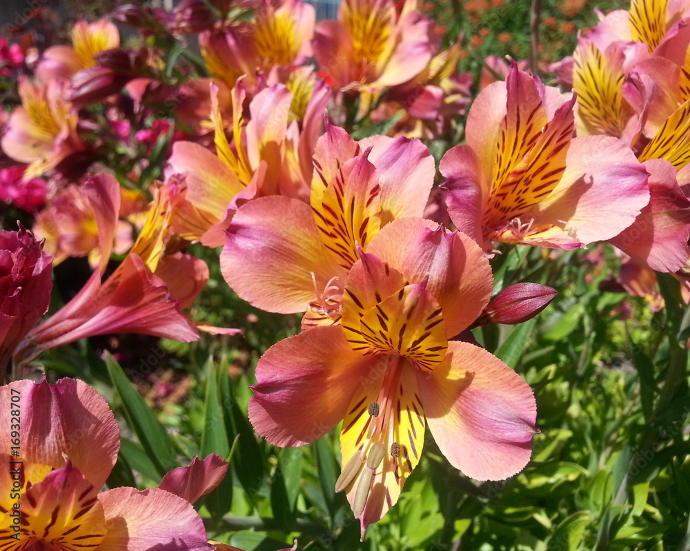 Pink Peruvian Lilies Pink Peruvian Lilies