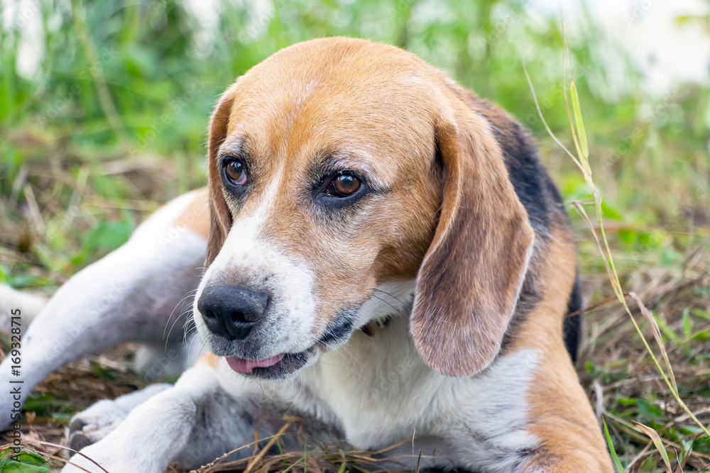 Portrait of a dog of the Beagle breed Portrait of a dog of the Beagle breed
