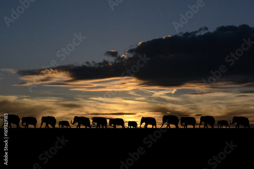 Canvas Print Herd of elephants