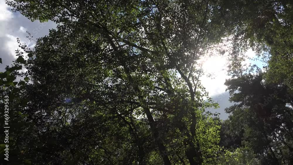 Im Wald Im Wald