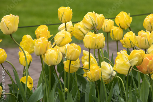 yellow tulips flowers blooming in a garden