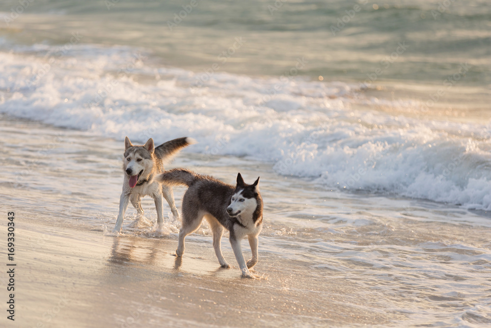Husky dogs bathe in the sea, play on the shore in the early morning