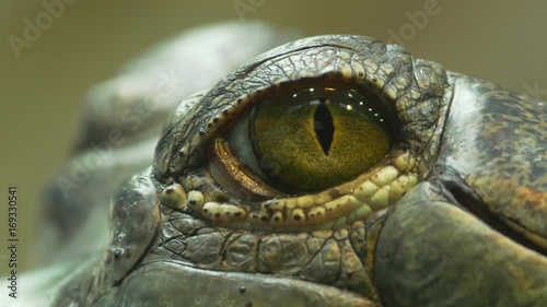 Detail of gharial's eye (Gavialis gangeticus) - ungraded footage photo