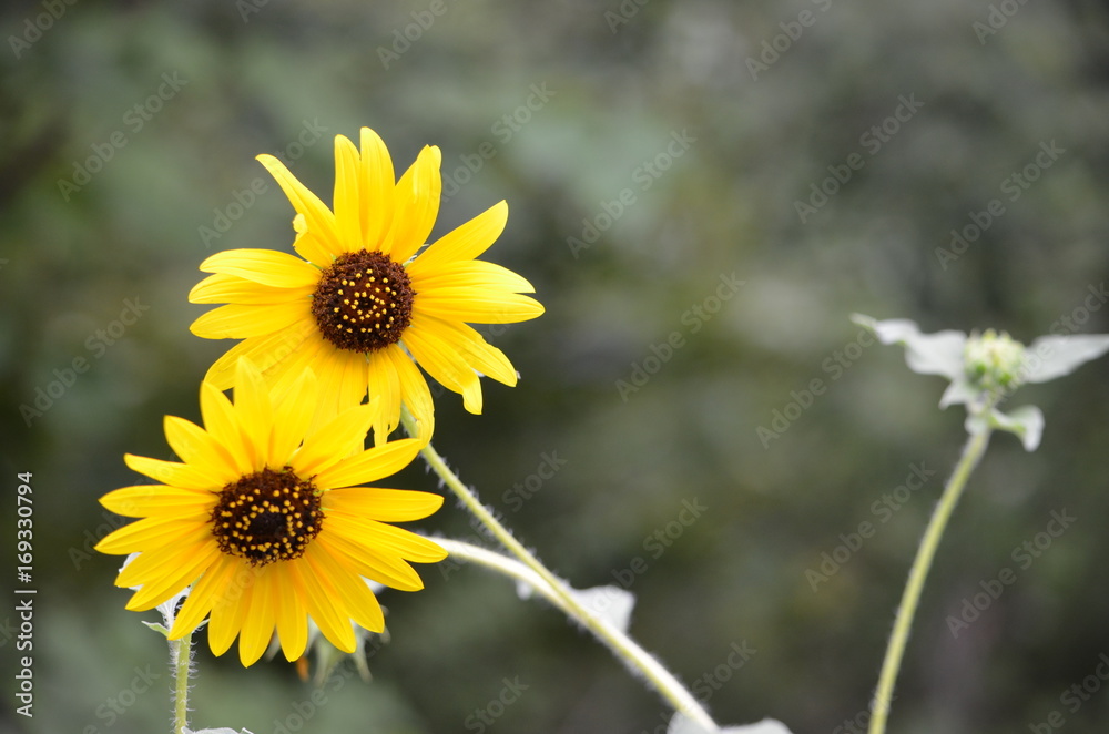 Sunflower Sunflower