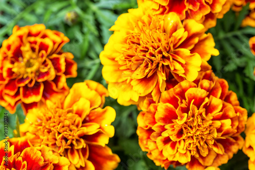 Blooming Tagetes flowers close up. Nice natural background with selective focus