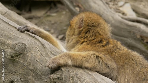 Barbary macaque - ungraded footage