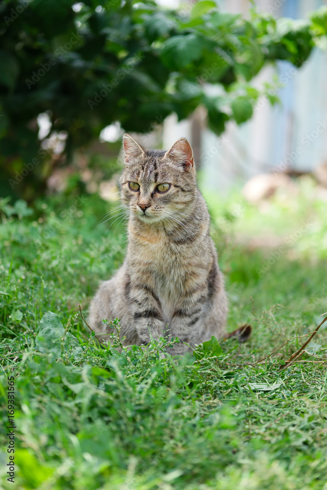 mongrel cat sitting on grass and watching for target mongrel cat sitting on grass and watching for target