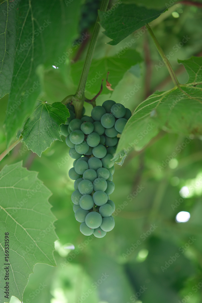 Bunch of unripe green grapes Isabella