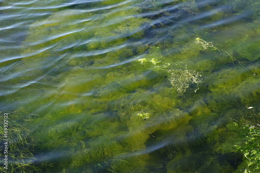 Detailed view of the sea plant underwater