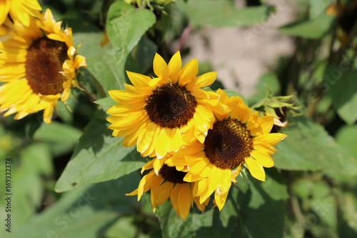 Agriculture / Sunflowers - Valuable oilseed / Beautiful flowers