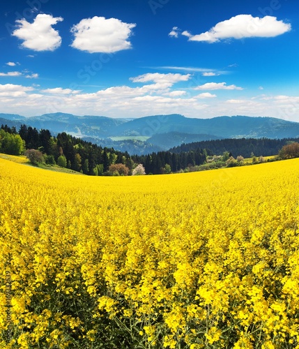 Field of rapeseed  canola or colza