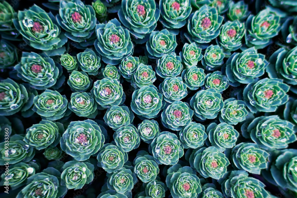 Obraz na plátně Background with succulent plants and water drops in the garden