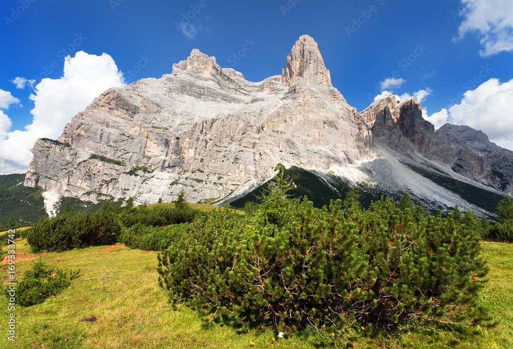 View of Monte Pelmo with mountain pine, South Tirol