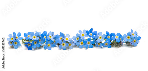 blue forget-me-nots isolated