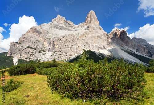 View of Monte Pelmo with mountain pine  South Tirol