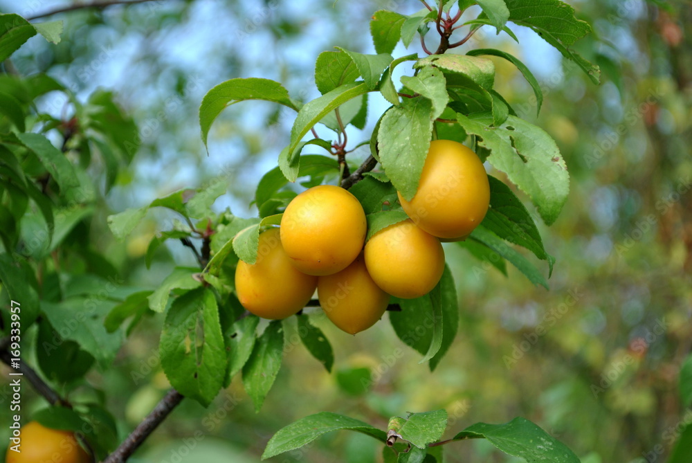 Śliwka mirabelka - Prunus domestica L.