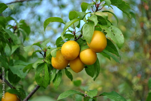 Śliwka mirabelka - Prunus domestica L.