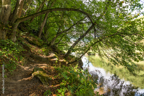 River in the forest with trees  wood  plants and summer clouds.