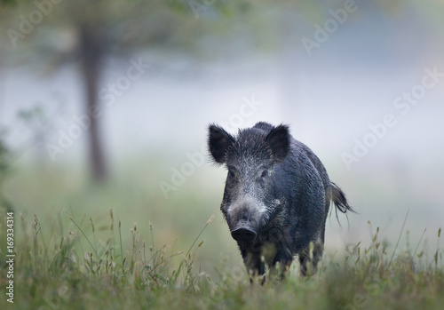 Photographie Wild boar in fog
