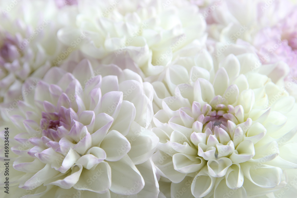 flower, leaf, summer, closeup, petal, floral, chrysanthemum, flora, color, beauty, macro, pink, nature, plant, white, spring, peony, garden, bloom, bouquet, blossom, flower, leaf, summer, closeup, petal, floral, chrysanthemum, flora, color, beauty, macro, pink, nature, plant, white, spring, peony, garden, bloom, bouquet, blossom,