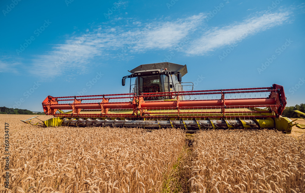 Obraz premium Combine harvester in action on wheat field. Process of gathering a ripe crop.