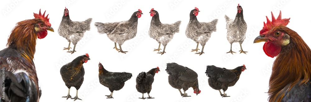 a hen - chicken, rooster isolated on white background - collection