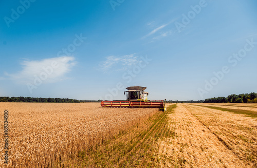 Combine harvester in action on wheat field. Process of gathering a ripe crop. © romaset