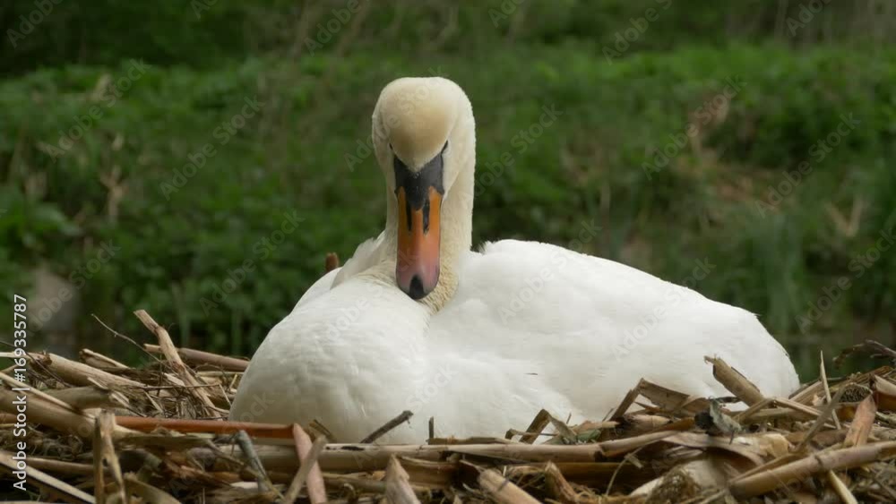 Mute swan in nest - ungraded footage