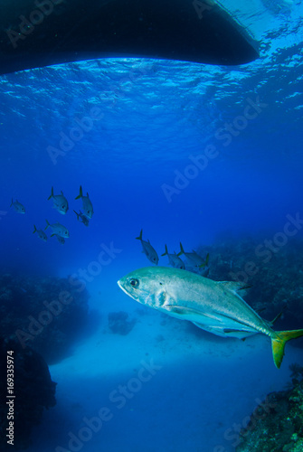 A school of horse eyed jacks slowly swim underneath a dive boat through the tropical warm waters of the Caribbean sea. In the Cayman Islands, sightings of many silver fish underwater are common.