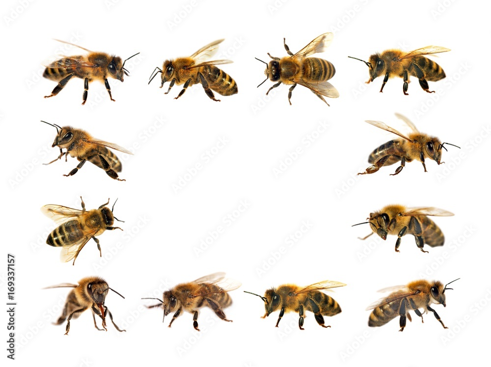 group of bee or honeybee on white background, honey bees