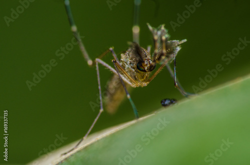 Pequenos detalhes