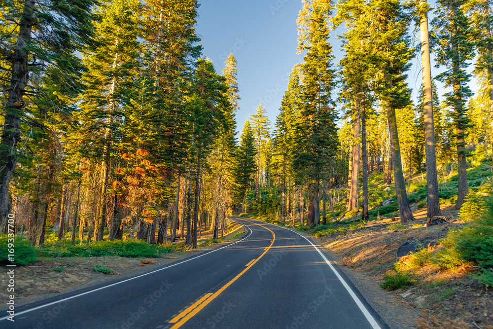 Beautiful road between the forest during sunset. at Yosemite National Park California. Beautiful road between the forest during sunset. at Yosemite National Park California.