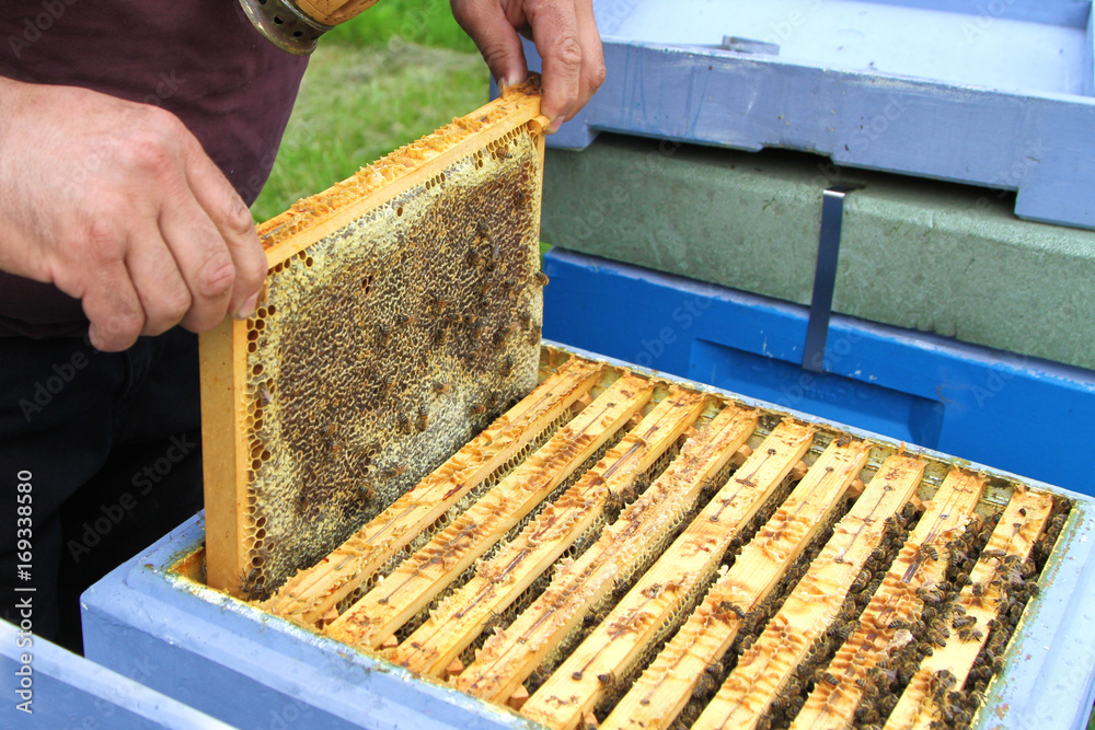 Beekeeping. Bees and honeycombs Beekeeping. Bees and honeycombs