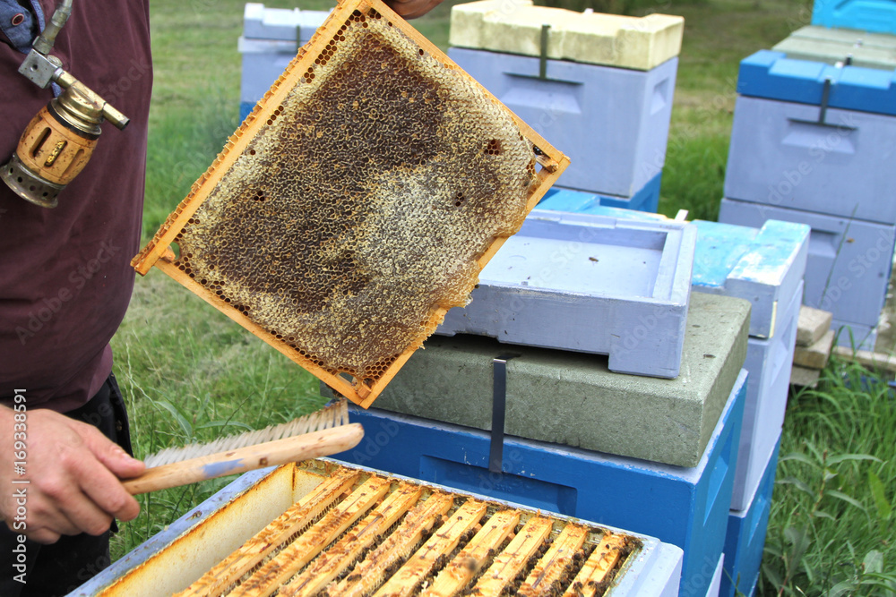 Beekeeping. Bee hives and honeycombs Beekeeping. Bee hives and honeycombs