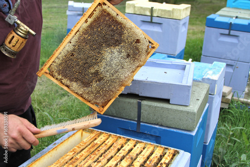 Beekeeping. Bee hives and honeycombs