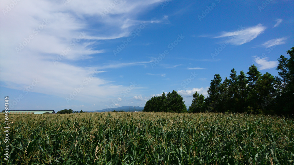 Obraz premium トウモロコシ畑