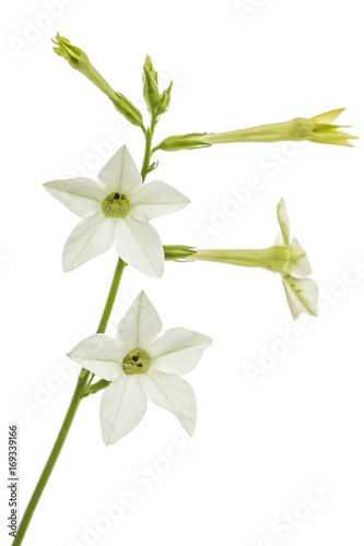 Flower of fragrant tobacco, lat. Nicotiana sanderae, isolated on white background photo