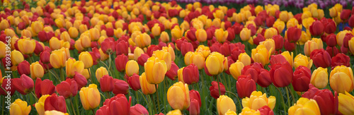 Colourful tulip flowers with beautiful background on a bright summer day