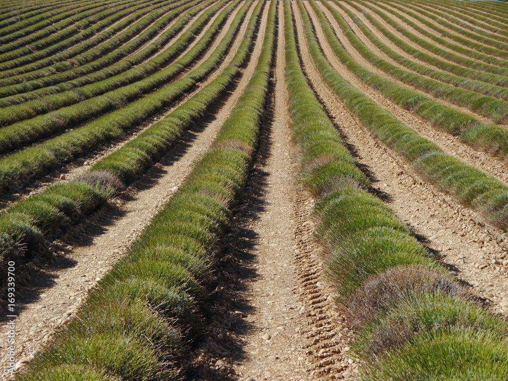 Harvested lavender field, in rows, clear soil. Harvested lavender field, in rows, clear soil.