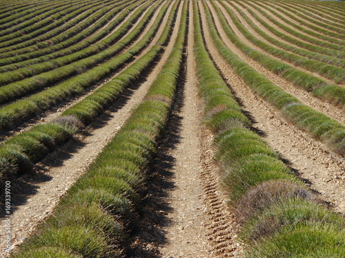 Harvested lavender field  in rows  clear soil.