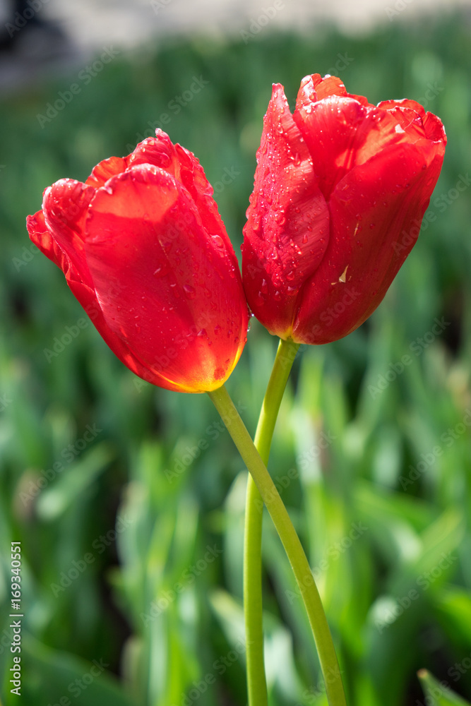 Colourful red tulip flowers with beautiful background on a bright summer day, tulip couple Colourful red tulip flowers with beautiful background on a bright summer day, tulip couple