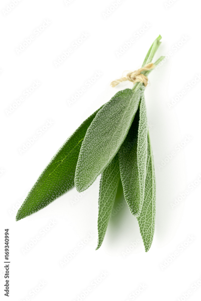Obraz premium Bundled fresh harvested organic sage leaves over white